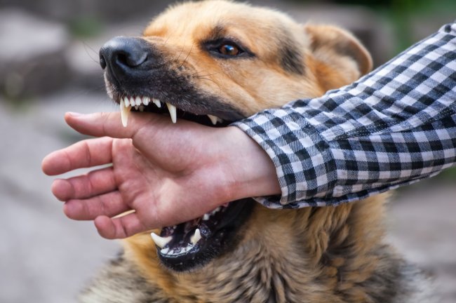 Сонник: собака кусает за руку – к чему снится - «Сонник»