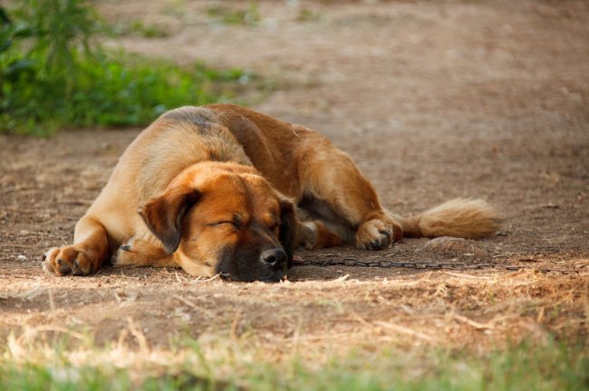 К чему снится мертвая собака: сонник про мертвую, дохлую собаку - «Сонник»