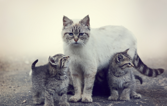 К чему снится кошка с котятами – сонник: кошка с котятами во сне - «Сонник»