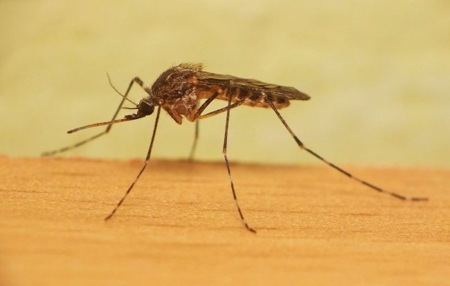 К чему снятся комары − сонник: комары - «Сонник»