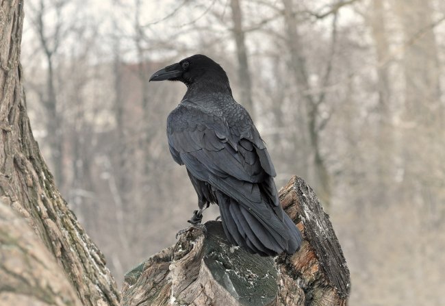 К чему снится черная ворона – сонник: черная ворона, птица во сне - «Сонник»