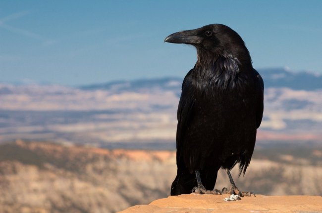 К чему снится черный ворон: сонник про черного ворона - «Сонник»