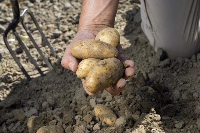 К чему снится копать картошку во сне: сонник про выкапывание картошки, картофеля - «Сонник»