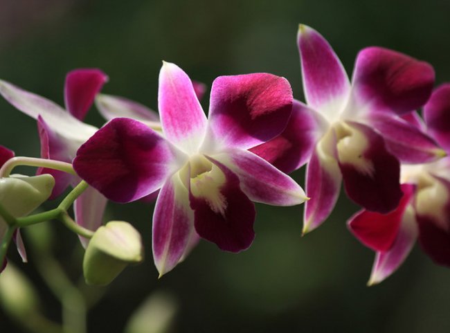 5 сортов самых красивых и неприхотливых орхидей - «Стиль жизни»