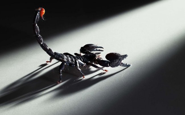 К чему снится скорпион — сонник: скорпион - «Сонник»