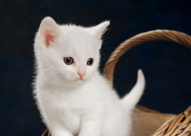 К чему снится белый котенок: сонник про белого котенка - «Сонник»