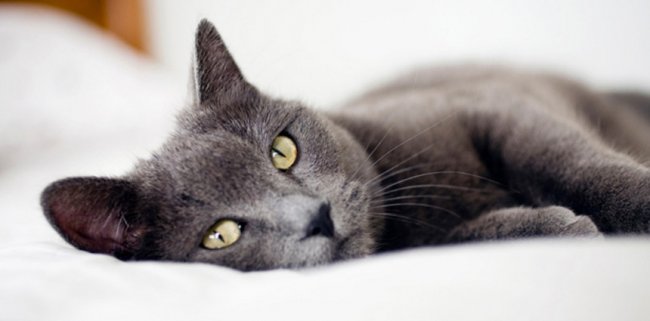 10 жизненных советов от вашего… кота - «Стиль жизни»