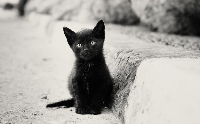 К чему снится чёрный котёнок: сонник про чёрного котёнка - «Сонник»