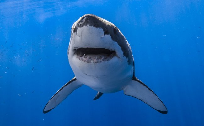 Сонник: акула – к чему снится - «Сонник»